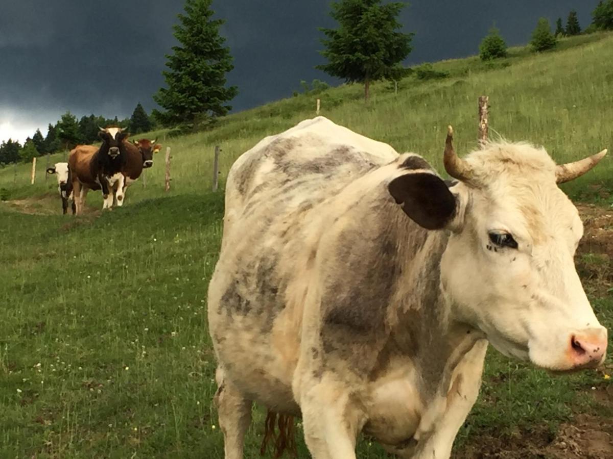 Pensiunea Agroturistica Casa Colinita Vatra Moldoviţei Exteriér fotografie