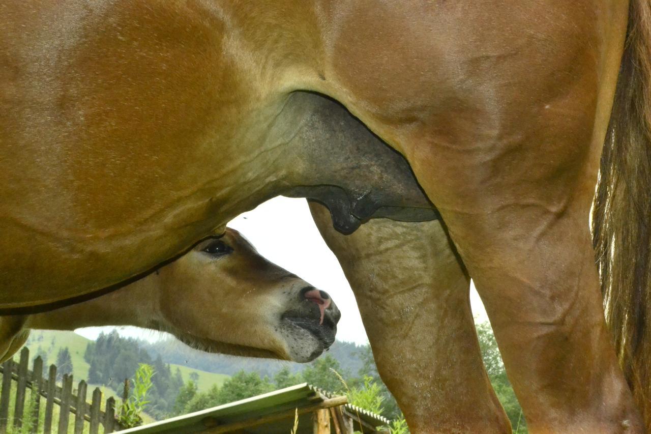 Pensiunea Agroturistica Casa Colinita Vatra Moldoviţei Exteriér fotografie